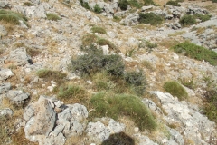 DSCF7093
