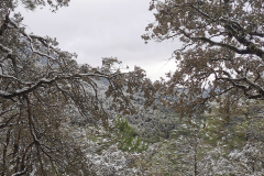 IMG_20240303_104118