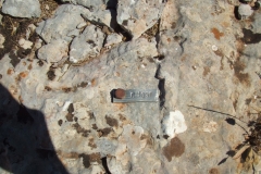 DSCF7184
