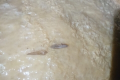 IMG-20190127-WA0022