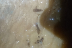 IMG-20190127-WA0023