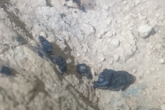 IMG-20190127-WA0031