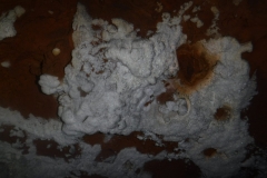 IMG-20201025-WA0023