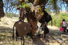 IMG-20220627-WA0018