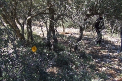 DSCF9487
