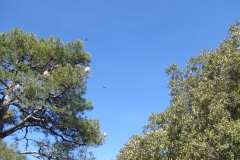 DSCF9490