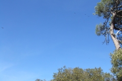 DSCF9492