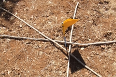 DSCF0092