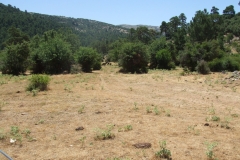 DSCF8975